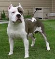 Am. Staffordshire Terrier