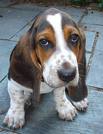 Basset