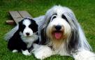 Bearded Collie 