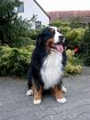 Berner Sennenhund 