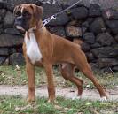 Boxer