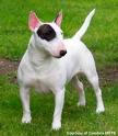 Bullterrier