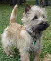 Cairn Terrier