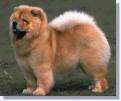 Chow-Chow