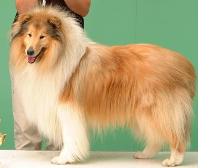 Collie