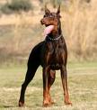 Dobermann