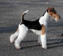 Foxterrier