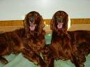 Irish Red Setter