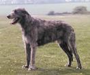 Irish Wolfhound 