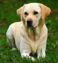 Labrador Retriver +