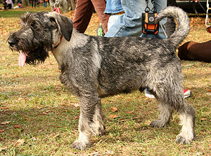 Schnauzer (mittel)