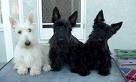 Scottish Terrier 