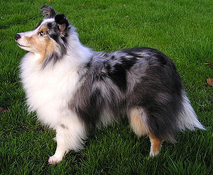 Shelti (Shetkand Sheepdog)