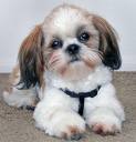 Shih Tzu 