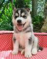 Siberian Husky 