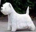 West Highland White Terrier