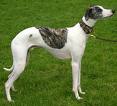 Whippet